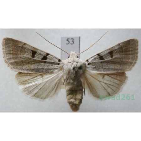 Eugnorisma glareosa (Esper, 1788) Czech53